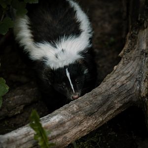Skunk