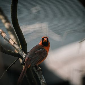 Red Cardinal