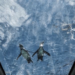 African Penguin from underwater viewing