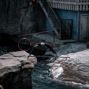 Bald Eagle during show