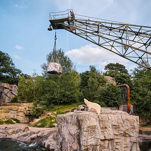 Polar Bear during  feeding (with keeper on the crane)