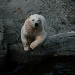 Polar Bear