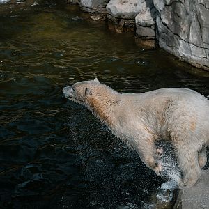 Polar Bear