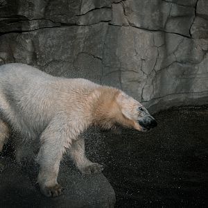 Polar Bear