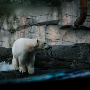 Polar Bear from underwater viewing