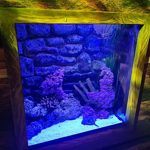 Sixth room - Horseshoe crab tank
