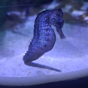 Sixth room - Lined seahorse