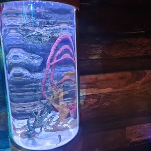 Sixth room - Seahorse tank