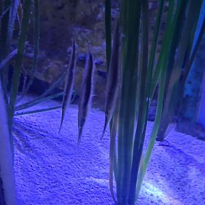 Sixth room - Shrimpfish