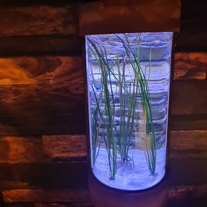 Sixth room - Shrimpfish tank