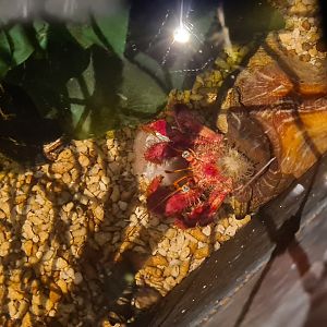 Sixth room - Hermit crab in the touch basin