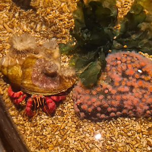 Sixth room - Hermit crab in the touch basin