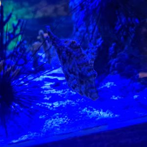 Seventh room - Bristletail filefish