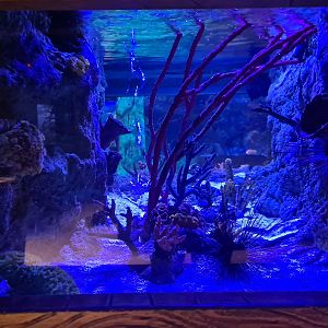 Seventh room - Window tank