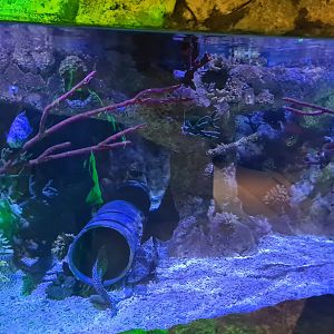 Seventh room - Predator tank