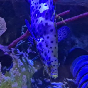 Seventh room - Panther grouper