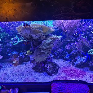 Seventh room - Coral tank