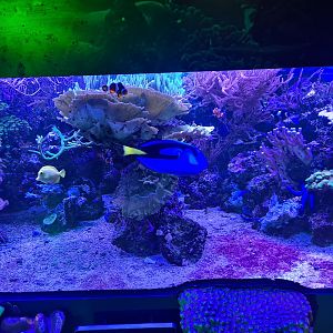 Seventh room - Coral tank