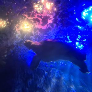 Eighth room - Cracker