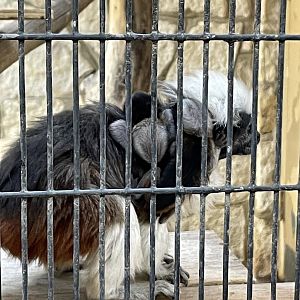 Cotton top tamarin babies