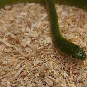 Opheodrys species ( most prob. aestivus )