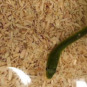 Opheodrys species ( most prob. aestivus )