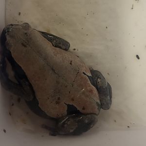 Phrynomantis bifasciatus