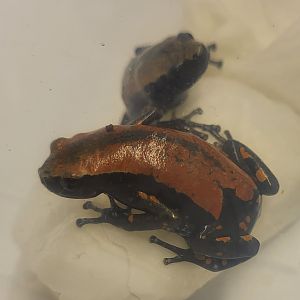 Phrynomantis bifasciatus