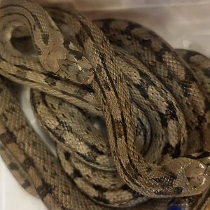 Ladder snakes - Zamensis scalaris