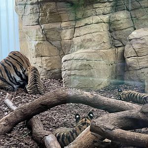 Sumatran tiger cubs