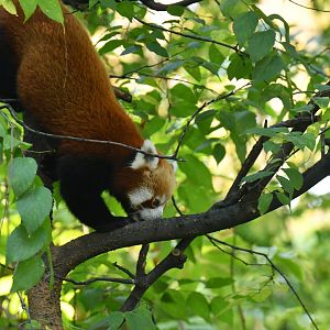 Red panda Ailurus fulgens