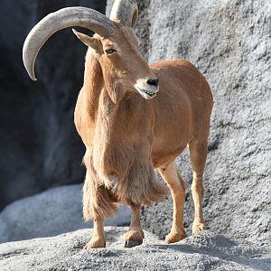Aoudad Ammotragus lervia