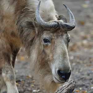 Golden takin budorcas taxicolor bedfordi