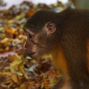 Golden-bellied mangabey Cercocebus chrysogaster