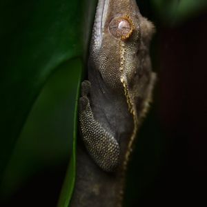 Correlophus ciliatus ?