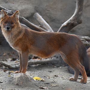 Dhole Cuon alpinus