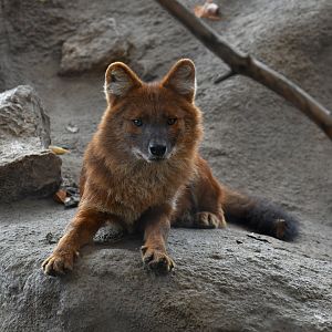 Dhole Cuon alpinus