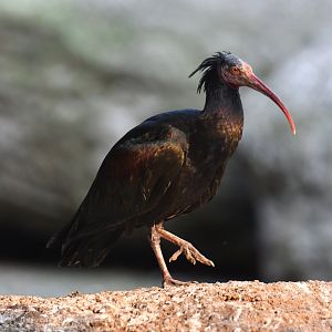 Northern bald ibis Geronticus calvus