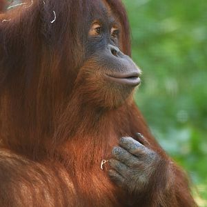 Sumatran orang-utan Pongo abelii