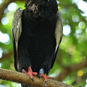 Bateleur eagle Theratopis caudatus