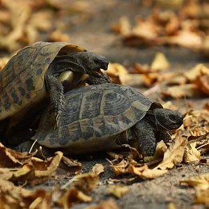 Greek tortoise Testuda graeca