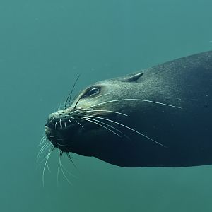 Californian sea lion Zalophus californianus
