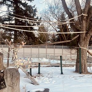 Lemur Summer Exhibit