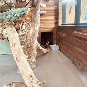 Red Panda Indoor Exhibit