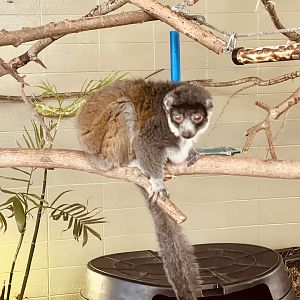 Common Brown Lemur (?).