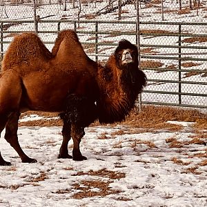 Bactrian Camel