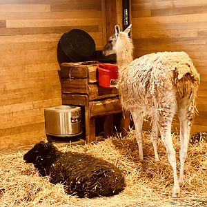 Sheep and Guanaco