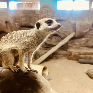 Meerkat