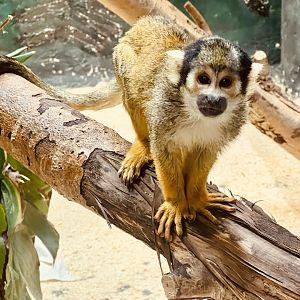 Common Squirrel Monkey