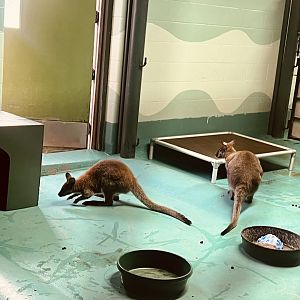 Red-necked Wallabies